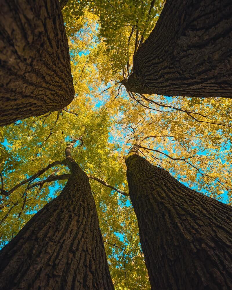 leaves on a blue background with trees