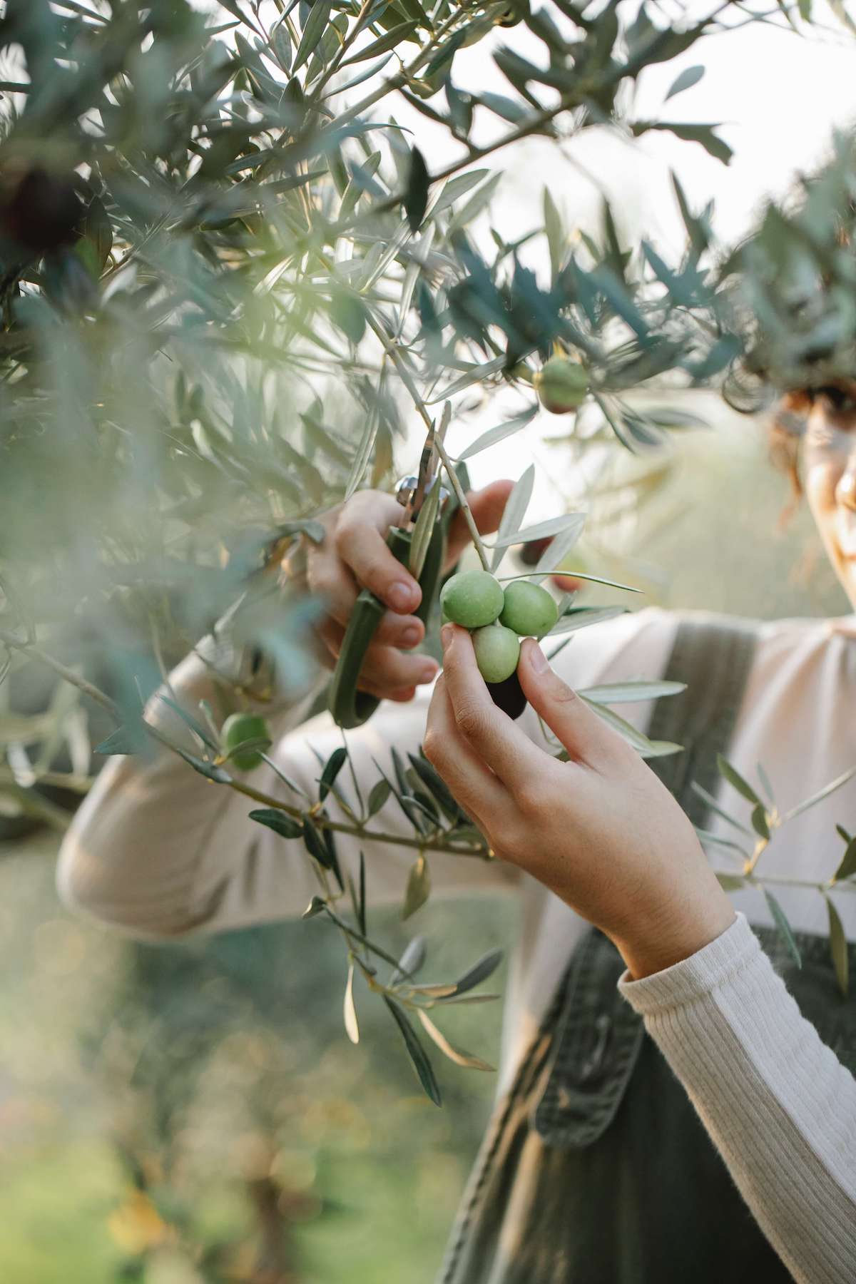 grape picking