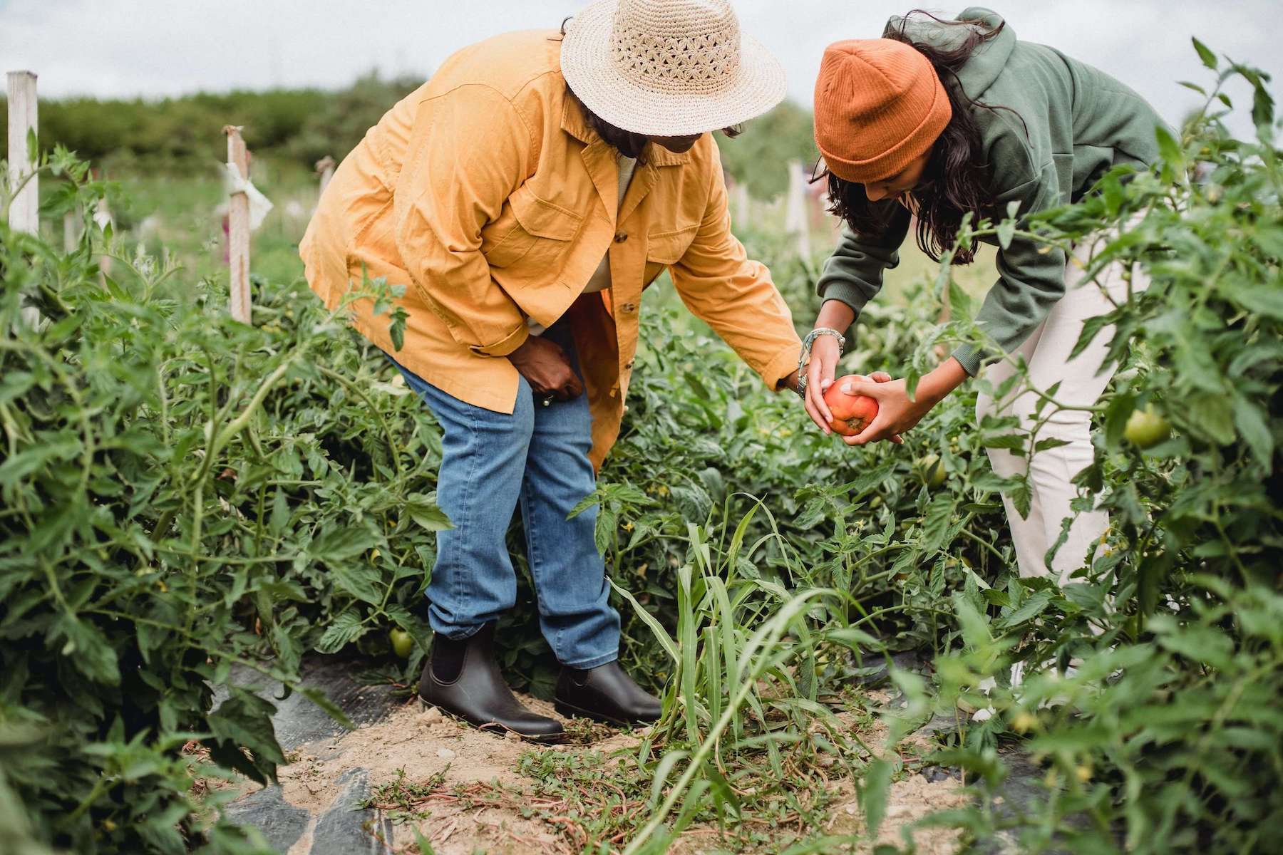 harvesting duo