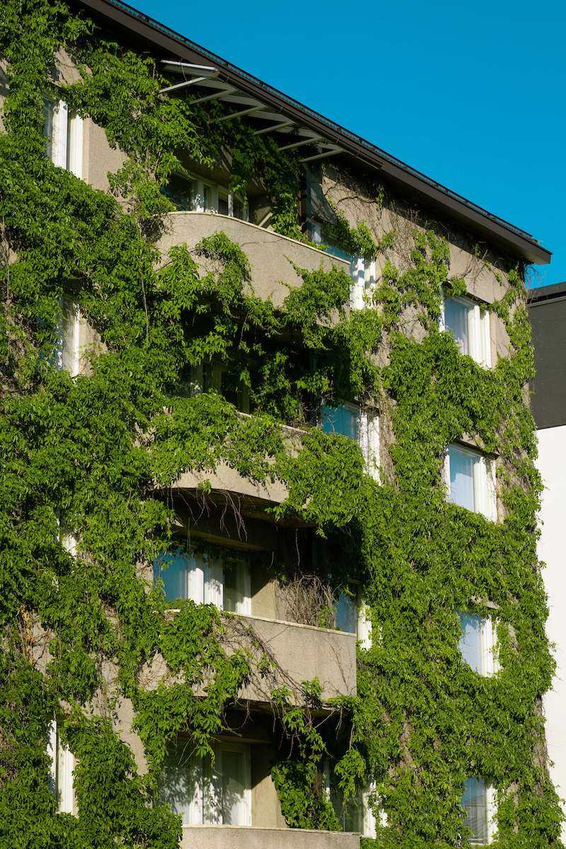 house with ivy